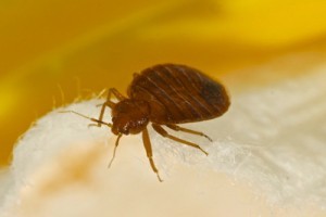 bed bug infestation control newcastle