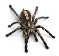 tarantula spider infestation